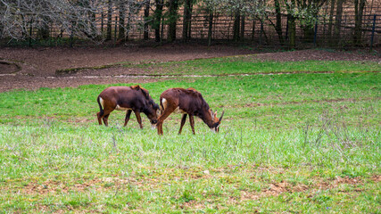 Two sable antelopes are grazing on a green meadow.