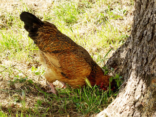 One free-range chicken with details of his variation of feathers along his body. He is picking about grain at the base of a tree