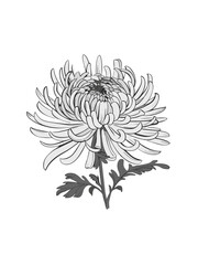 Chrysanthemum Doodle Art: Fun and Quirky Flower Illustration