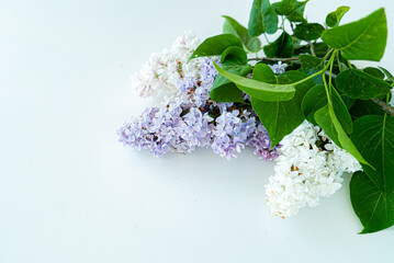 lilac flowers on the white