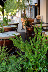 restaurant terrace with different plants