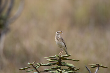 Zitting Cisticola. A tiny but energetic bird. With its distinctive zitting call and acrobatic flight, it flits among the reeds and grasses, foraging for insects and seeds. 