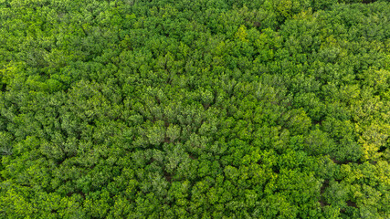 aerial view of dark green forest Abundant natural ecosystems of rainforest. Concept of nature forest preservation and reforestation
