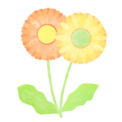 手描き風　二輪のガーベライラスト