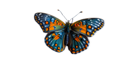 vivid detailed beautiful butterfly transparent as a graphic resource
