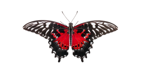 vivid detailed beautiful butterfly transparent as a graphic resource
