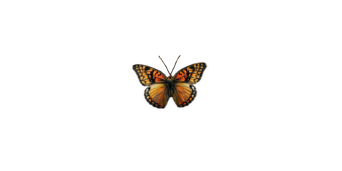 vivid detailed beautiful butterfly transparent as a graphic resource
