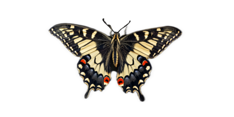 vivid detailed beautiful butterfly transparent as a graphic resource
