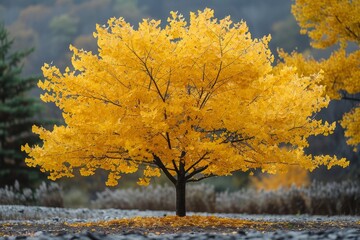 Fototapeta premium Ginkgo Tree with Yellow Leaves: Bright yellow foliage in autumn. 