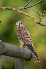 somewhere in Germany, on a sunny day, kestrels are flying around an orchard in bloom