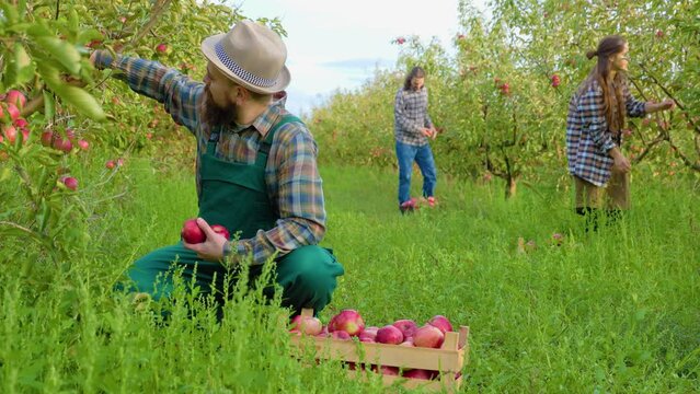 Front view 3 farmers family harvest apples in boxes one squatting man work apron carry box apples.