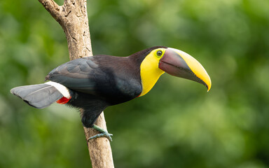 Goldkehltukan (Ramphastos ambiguus) © SBOR Naturfotografie