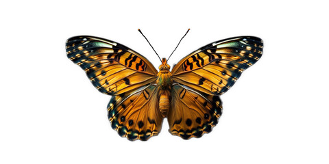 yellow vivid detailed beautiful butterfly transparent as a graphic resource
