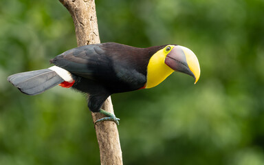 Goldkehltukan (Ramphastos ambiguus) © SBOR Naturfotografie