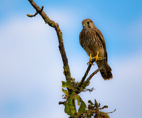 somewhere in Germany, on a sunny day, kestrels are flying around an orchard in bloom