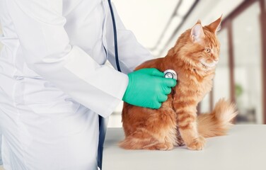 Professional Veterinarian Holding cat in Veterinary Clinic