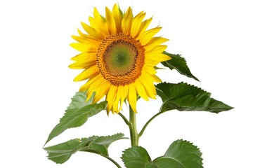 Fototapeta premium bright sunflower stands alone on a clear, transparent background.