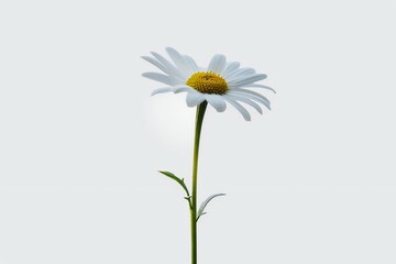 Delicate Daisy Flower with Transparent Background Cut-Out