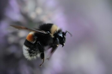 Capturing the Elegance of a Bee in Mid-Flight: A Stunning Macro Shot of Nature's Essential Pollinator
