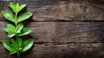Natural Harmony: Fresh Green Leaves on Weathered Wood