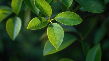 Freshly Focused Green Leaf with Shiny Veins