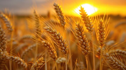 Serene Sunset on a Golden Wheat Field