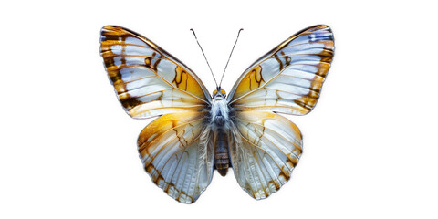 white vivid detailed beautiful butterfly transparent as a graphic resource
