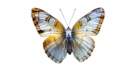 white vivid detailed beautiful butterfly transparent as a graphic resource
