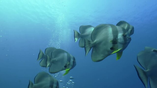 Group of  longfin spadefish aka batfish leave coral reef and swim into blue water. Shot slightly from below. A few diver's bubbles in background.