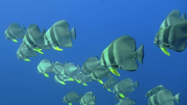 Group of more than 20 longfin spadefish aka batfish in blue ocean water. The fish move simultaneously right to left.