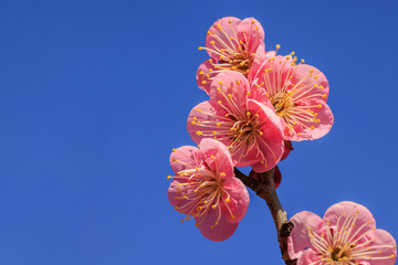 梅の花　紅梅