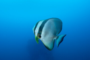 Fototapeta premium Platax teira, comunemente chiamato pesce pipistrello teira nella laguna di truk, Micronesia