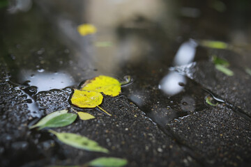 Lively closeup of falling autumn leaves with vibrant backlight from the setting sun