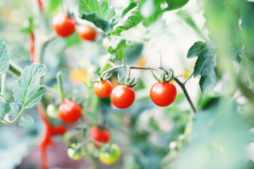 Fresh farm cherry tomatoes on the branches are harvested by the farmer.
