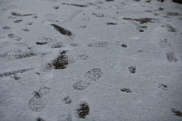 White snow on a bare tree branches on a frosty winter day, close up. Natural background. Selective botanical background.