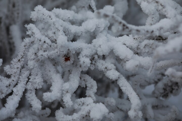 White snow on a bare tree branches on a frosty winter day, close up. Natural background. Selective botanical background.