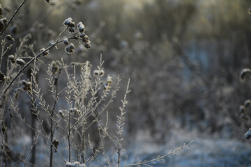 White snow on a bare tree branches on a frosty winter day, close up. Natural background. Selective botanical background.