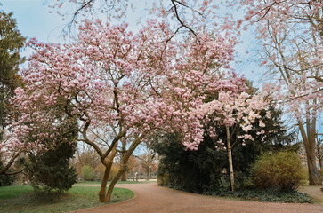 A magnolia tree in bloom in the park.