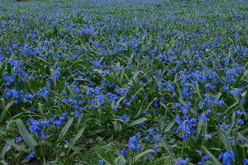 A field of bluebells. Background