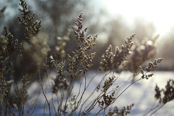 White snow on a bare tree branches on a frosty winter day, close up. Natural background. Selective botanical background.