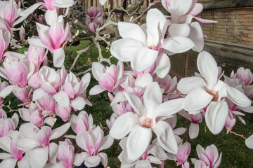Pink magnolia flowers in close-up.