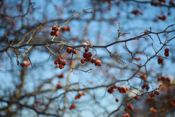 White snow on a bare tree branches on a frosty winter day, close up. Natural background. Selective botanical background.