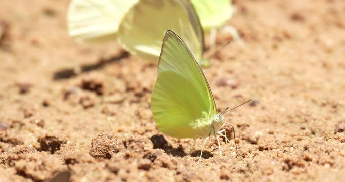Beautiful yellow butterfly sucking food or salt lick from floor at Pang Sida National Park, Sa Kaeo Province, Thailand.
