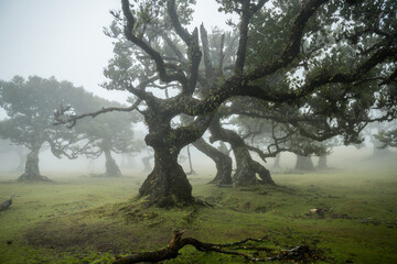 Century old Laurissilva trees in mystical foggy Fanal Forest in Madera Island, Portugal