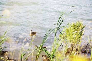 Water surface. The texture of the water. Waves on the lake in windy weather.