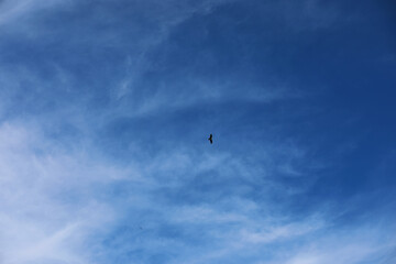 Summer blue sky cloud gradient light white background. Beauty clear cloudy in sunshine calm bright winter air bacground. Gloomy vivid cyan landscape in environment day horizon skyline view spring wind