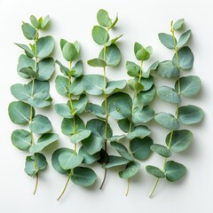 Fresh eucalyptus leaves and branches isolated on white background. Flat lay, top view.