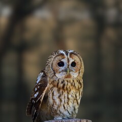 The tawny owl, also called the brown owl, is commonly found in woodlands across Europe to western Siberia. It is a stocky, medium-sized owl, and whose upper body may be either brown or grey
