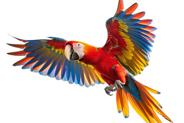 Colorful Parrot in Flight on White Background
