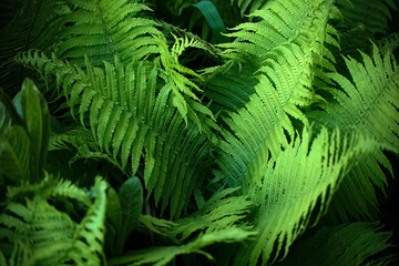 Midsummer Day background. Lush Green Fern Leaves Close-up